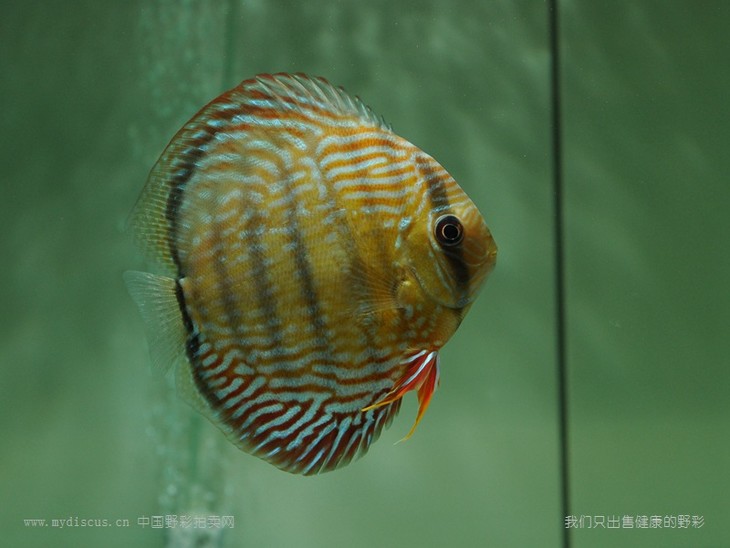 右侧第三四栋之间,有一处逆鳞
