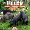 深山放养翻山黑猪 猪前尖肉 肥而不腻 前臀尖 1kg 京津冀包邮土猪肉 买就送调料包 商品缩略图0