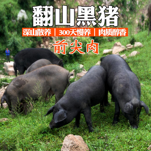 深山放养翻山黑猪 猪前尖肉 肥而不腻 前臀尖 1kg 京津冀包邮土猪肉 买就送调料包 商品图0