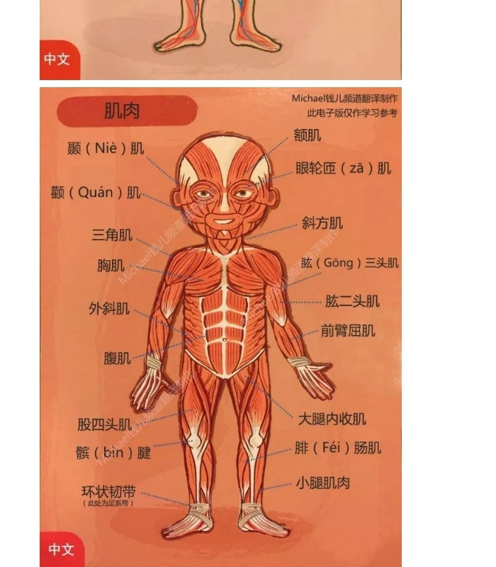 【76片磁性贴】法国janod人体拼图