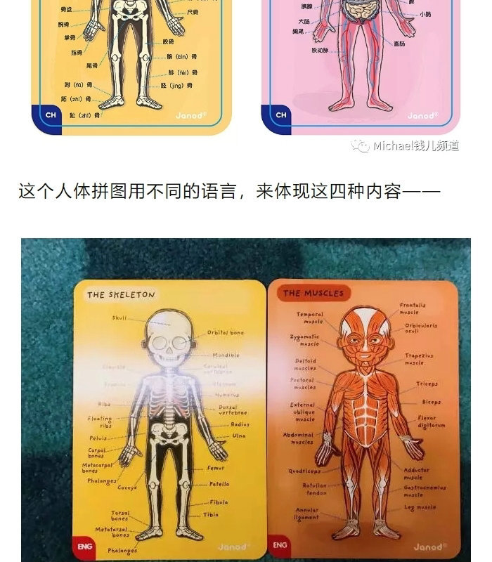 【76片磁性贴】法国janod人体拼图