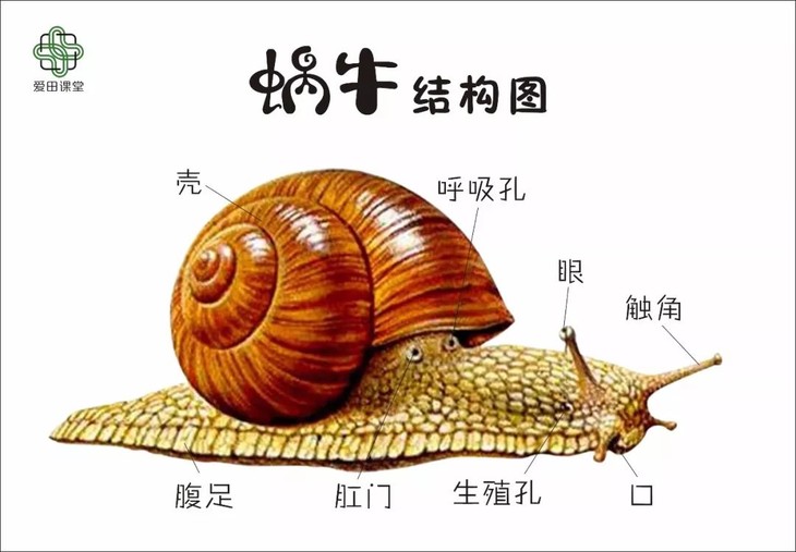 庖丁解牛 (探索蜗牛结构) 观察对照图, 粑粑麻麻一起学, 小小的蜗牛