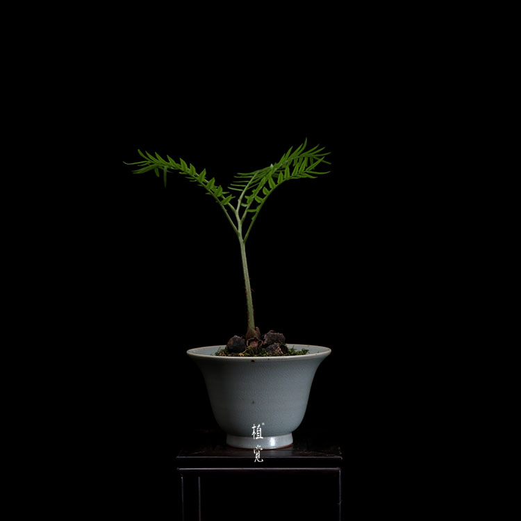 植觉 孤品 观音莲座蕨