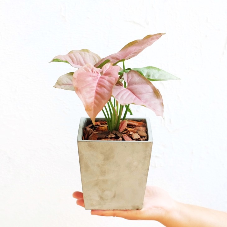 粉红合果芋
