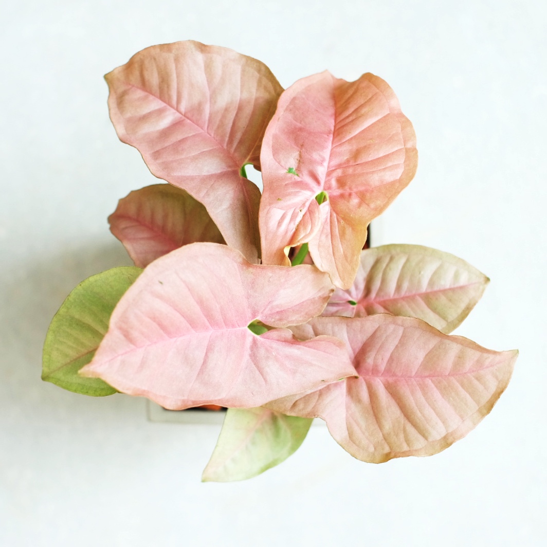 粉红合果芋 syngonium podophyllum