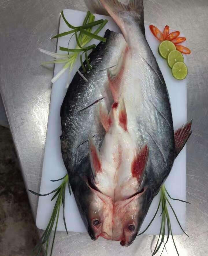 湄公鱼