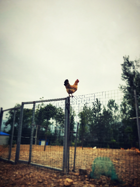 土鸡蛋和洋鸡蛋 到 底 有 什 么 区 别？？？