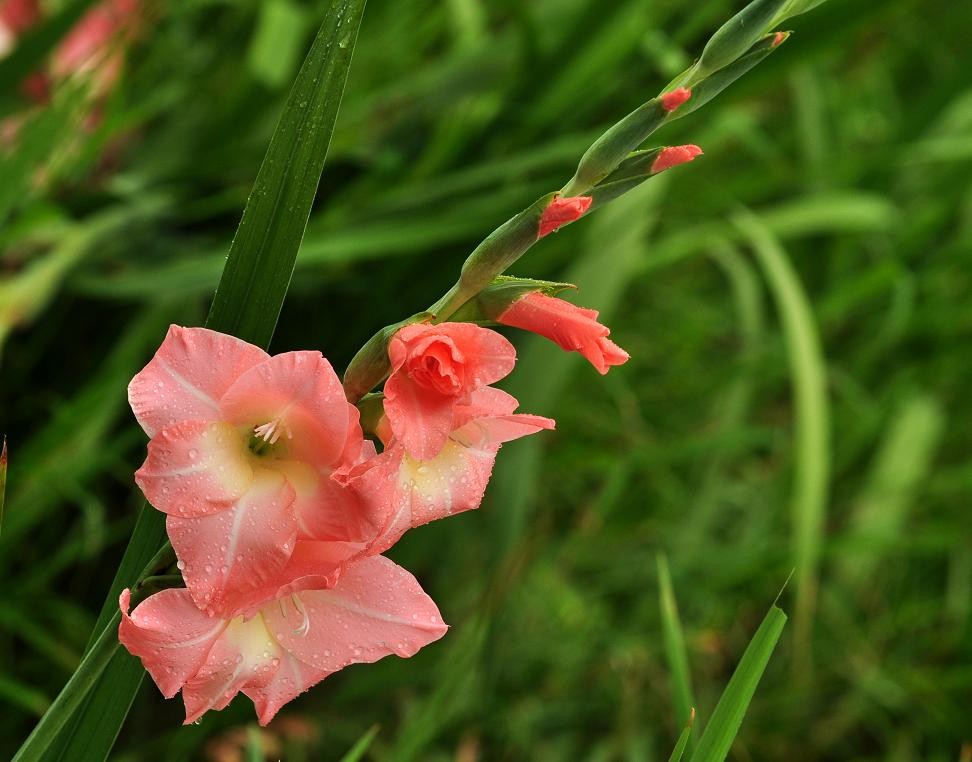 剑兰花语康宁,富贵,节节上升寓意.团购价格23.8元