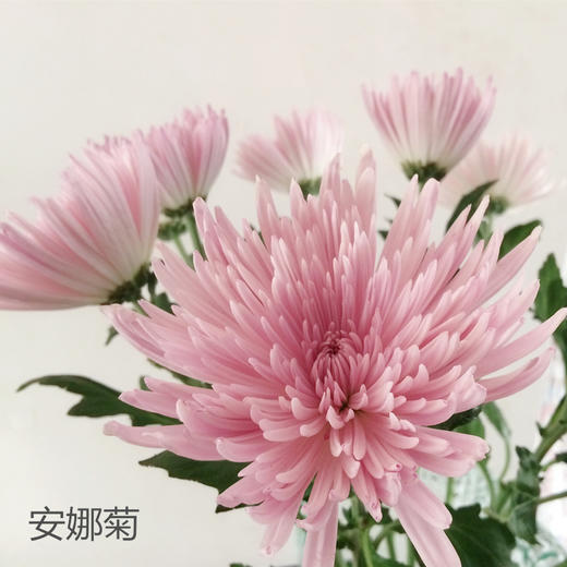 新鲜速递|安娜菊 商品图0