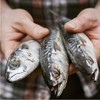 海鲜水产 深海鲐鲅鱼 2斤±100g(3-5条) 9.9元 商品缩略图1