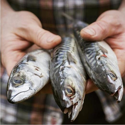 海鲜水产 深海鲐鲅鱼 2斤±100g(3-5条) 9.9元 商品图1