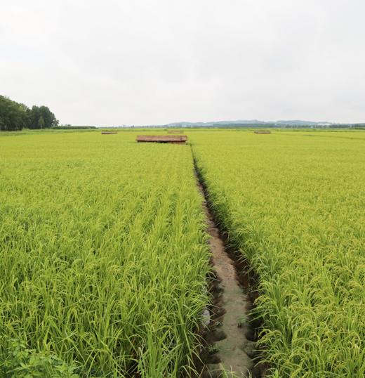 新米 经典生活105【私人定制 】 正宗五常稻花香大米5kg包邮 一粒不掺假 商品图3