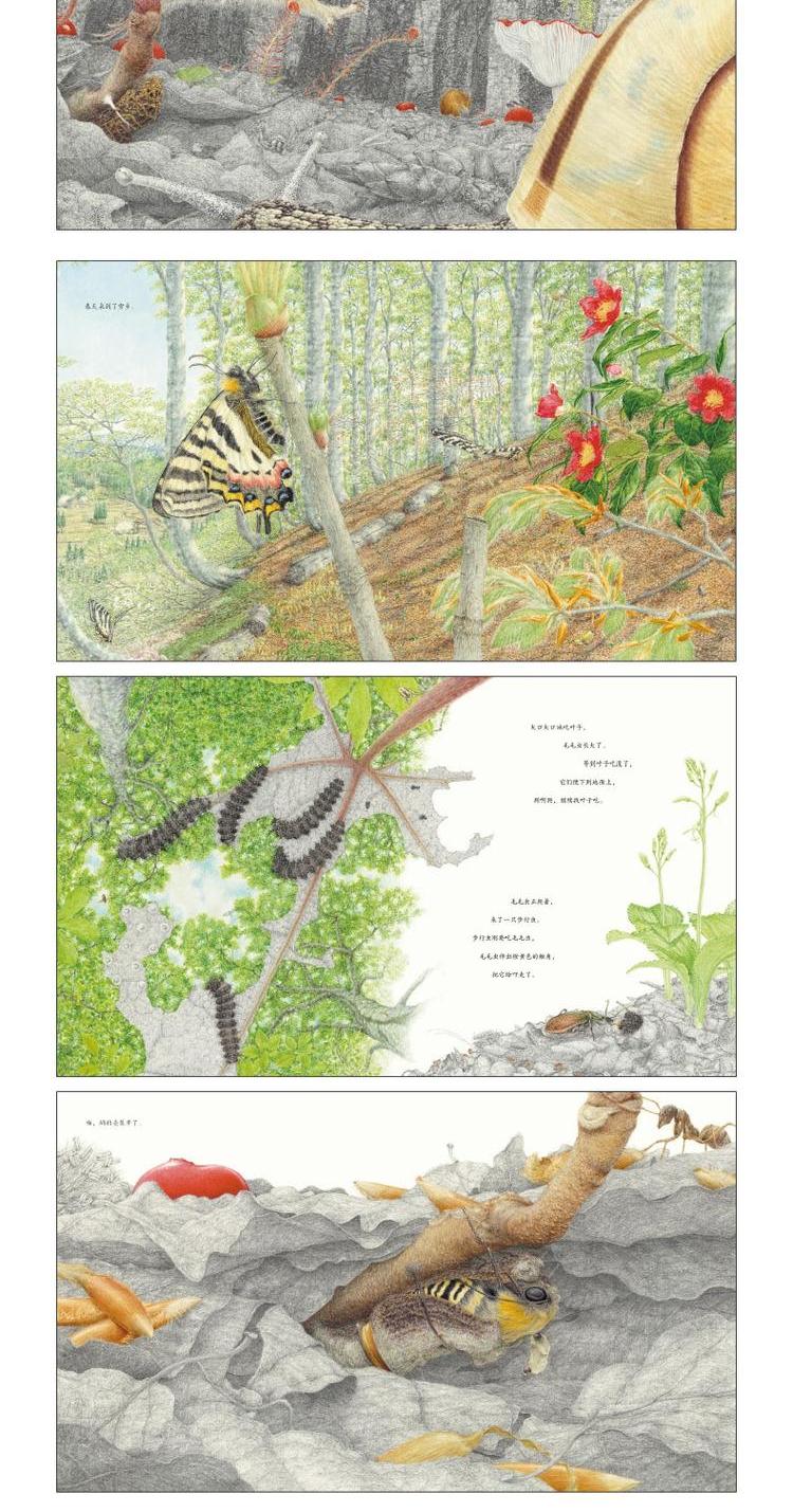 馆野鸿科学绘本:虎凤蝶(平)