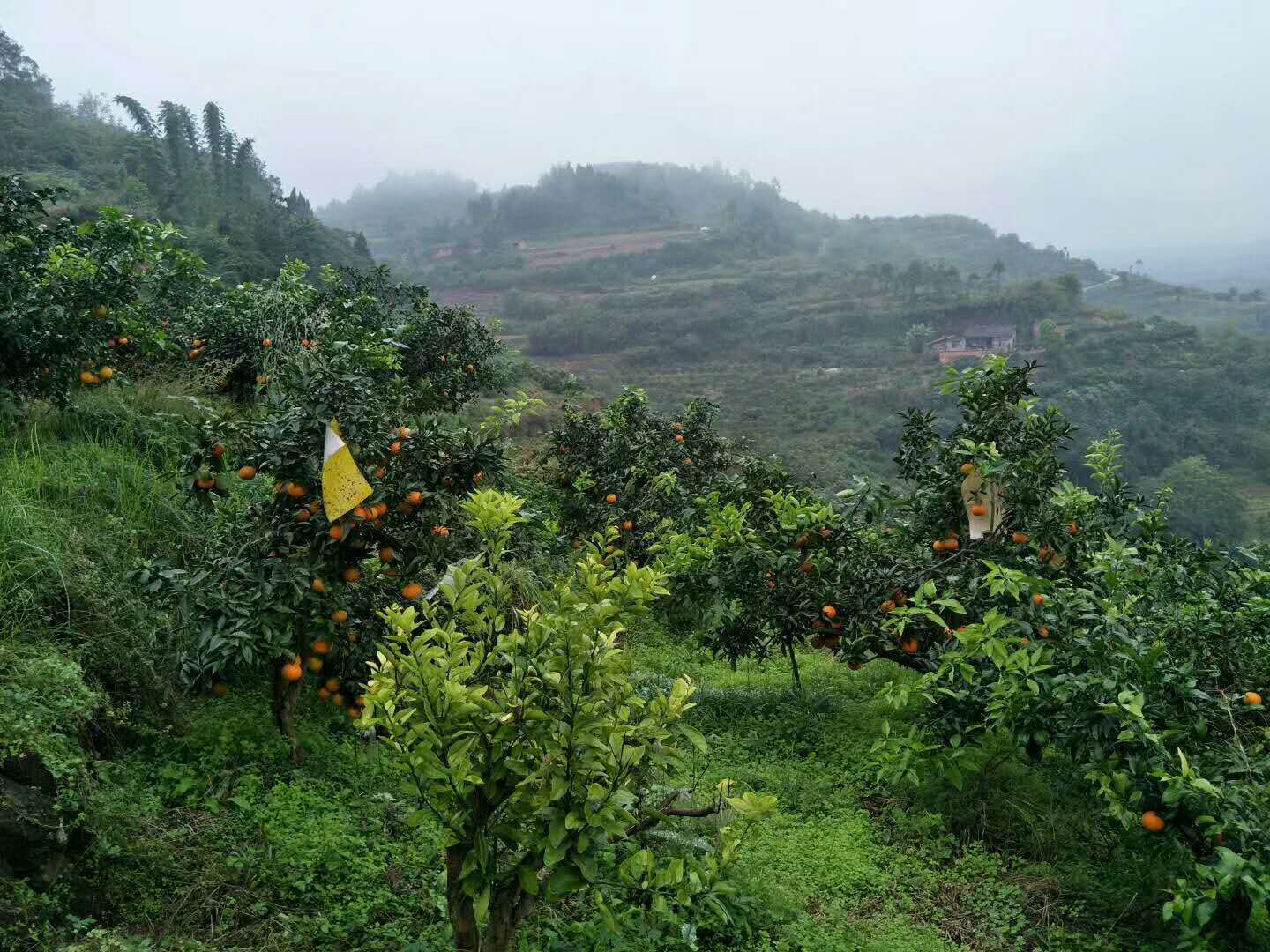 果园内人工精挑细选采摘发货
