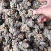 【厦仓滋补】 田七滋补食材 30头/500G (磨成粉加入炖汤里) 商品缩略图2