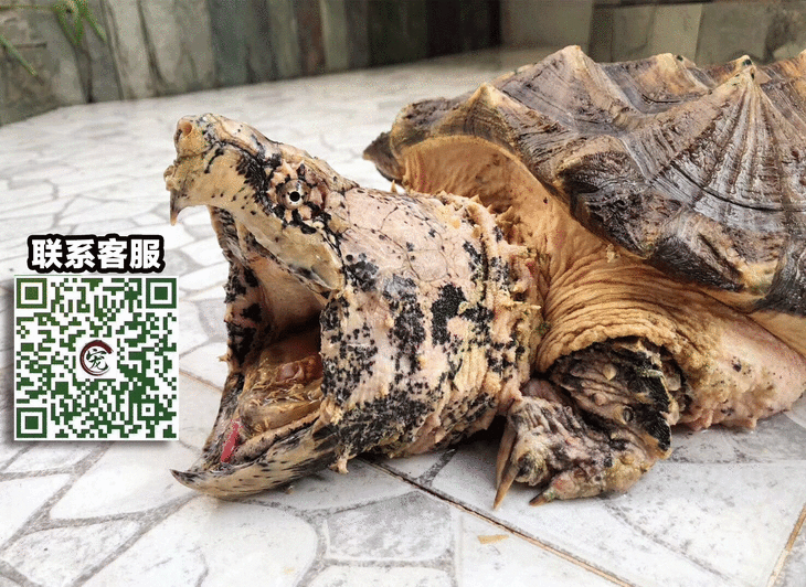【宠物市集】极品大理石变异大鳄