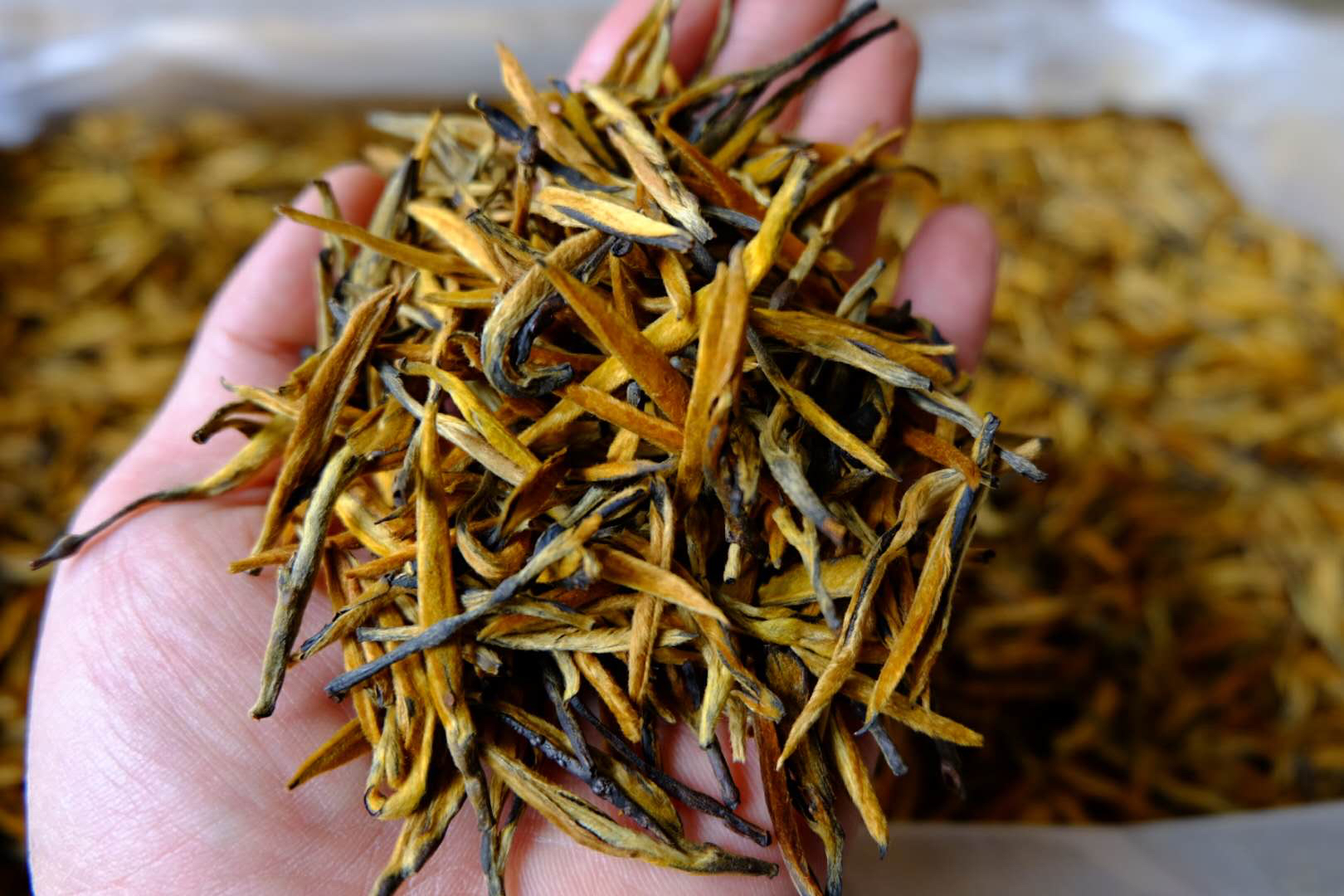 【限量好茶】2018年头春凤庆滇红 薯香大金芽 香气高扬 醇厚浓郁 汤色