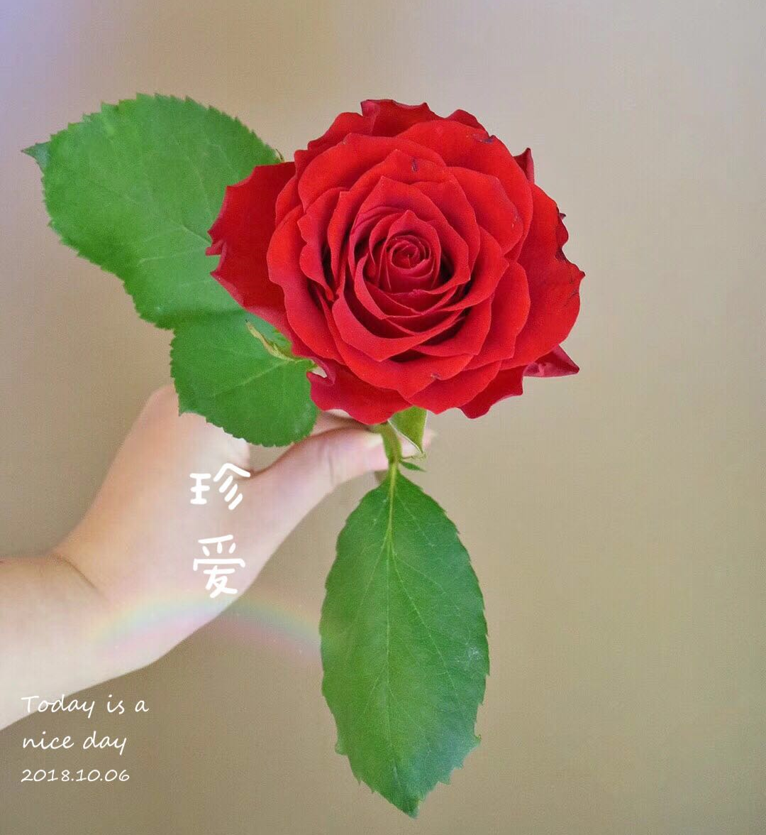 玫瑰 珍爱/真爱 特价aa级