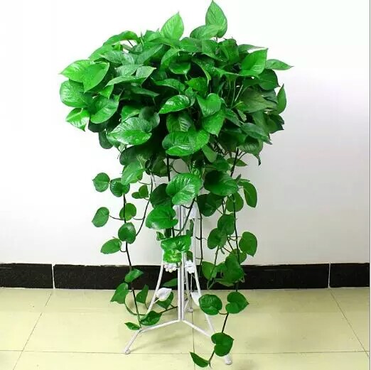 红颖鲜花店——大绿萝一对/带三脚架