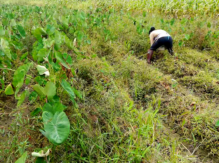 香芋| 连南马青树