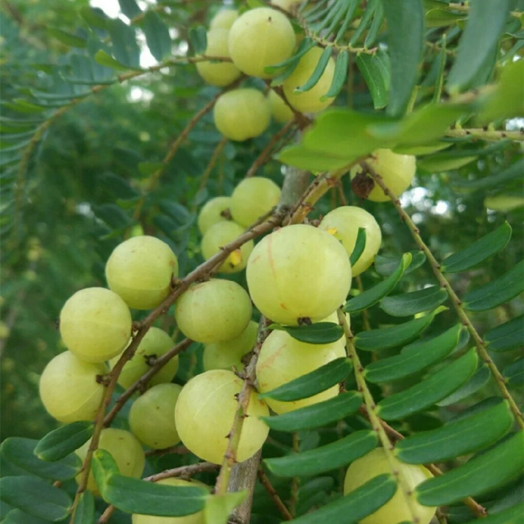 精选油甘300g份
