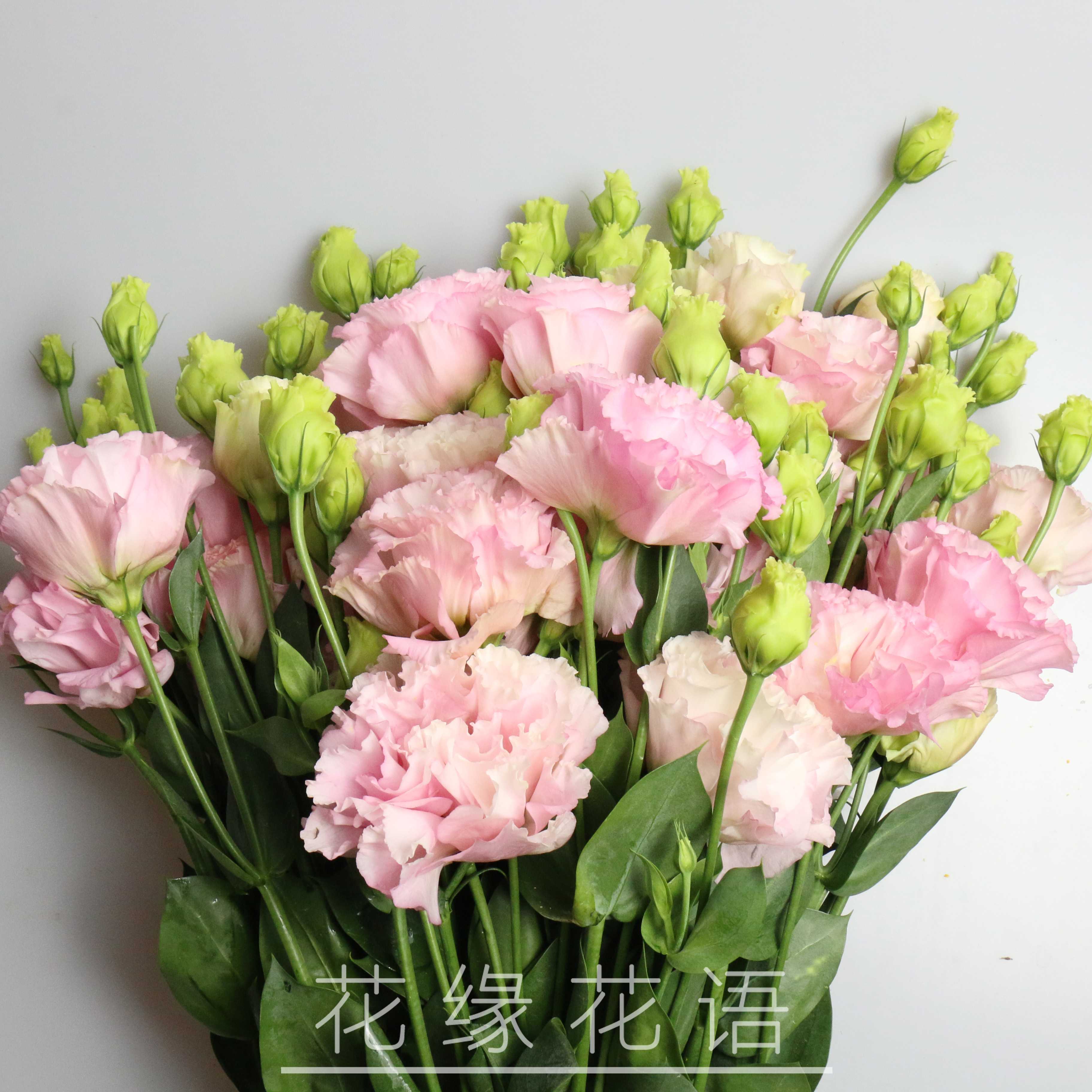 波浪洋桔梗-粉色-700g/扎