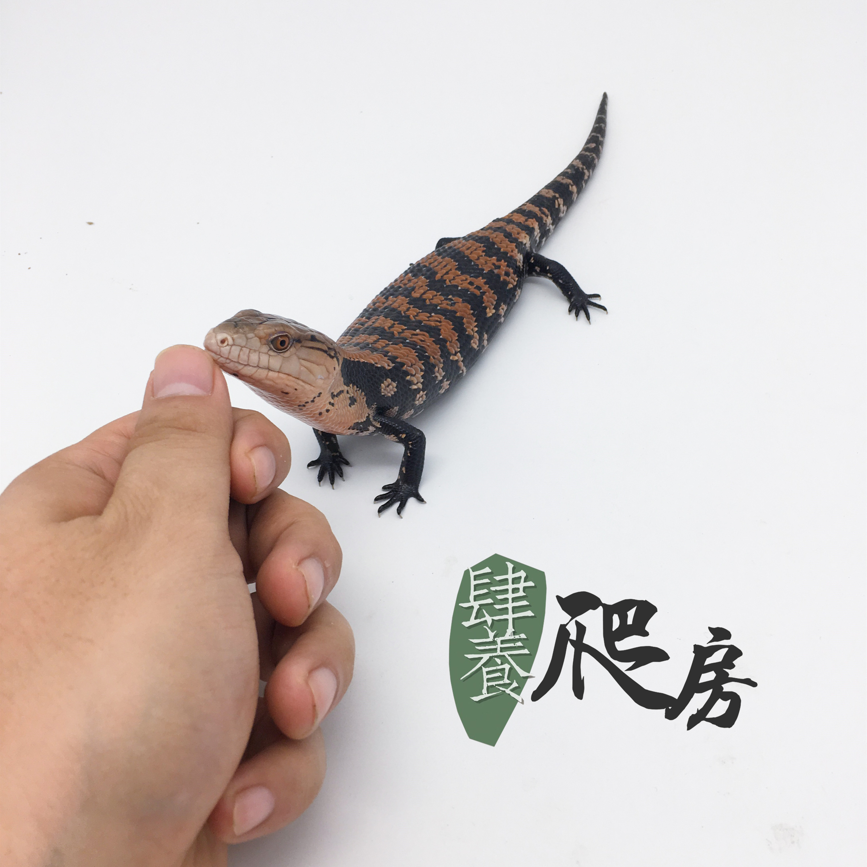 ht 蓝舌石龙子大全 | 哈马黑拉 马老奇 伊利安 体长 17 ~ 41 厘米左右