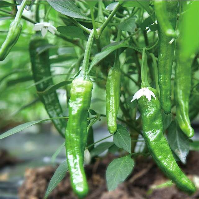 阳雀湖樟树港辣椒3斤装新鲜礼盒装顺丰包邮赠2瓶小