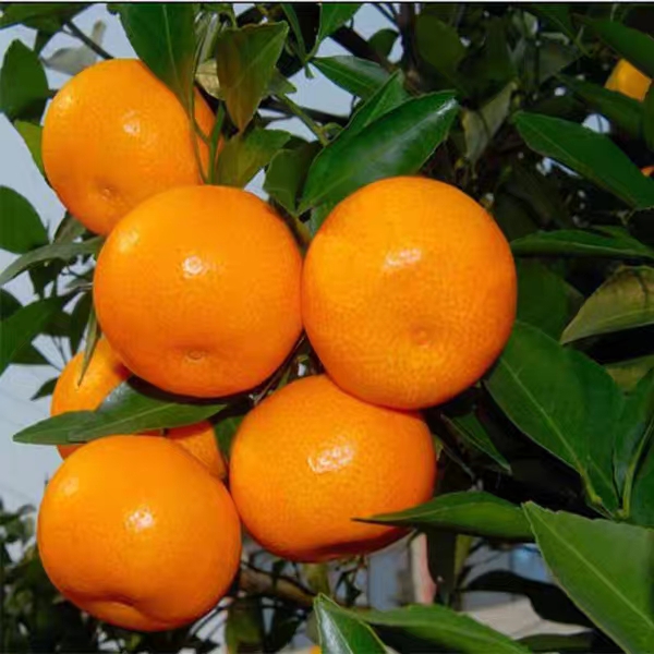 桃花山桔子(每斤)