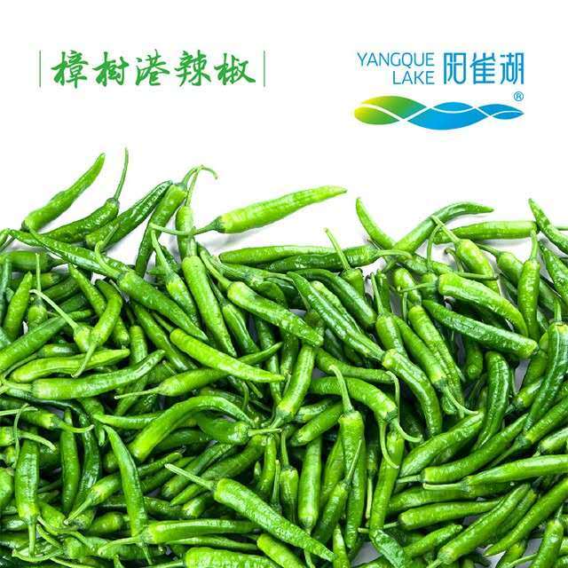 阳雀湖樟树港辣椒3斤装新鲜礼盒装顺丰包邮赠2瓶小