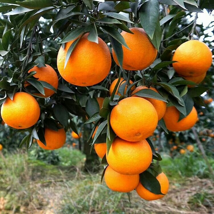爱媛38号 果冻橙 网红水果 柑橘皇后 手剥橙 8分甜2分