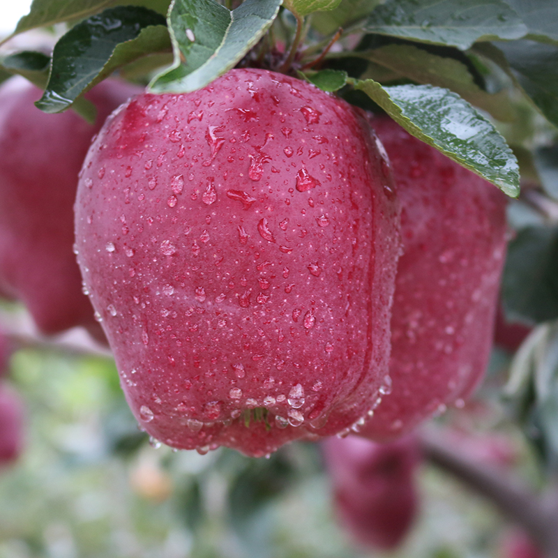 【当季鲜果】甘肃天水花牛苹果 一果两吃 脆甜粉面 全家都可以吃 产地