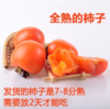 【现摘现发】千岛湖红姑娘 无核柿子 味道蜜甜肉质细腻 商品缩略图1