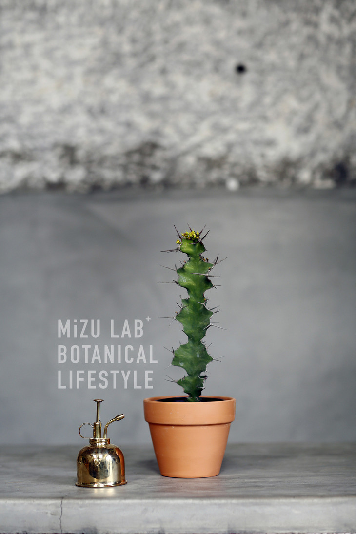 大缠麒麟 euphorbia lemaireana