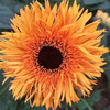 【拉丝非洲菊 8枝（单色随机）实发10枝】细长的花瓣，绚丽秀雅，洋溢着热情和活力 商品缩略图5