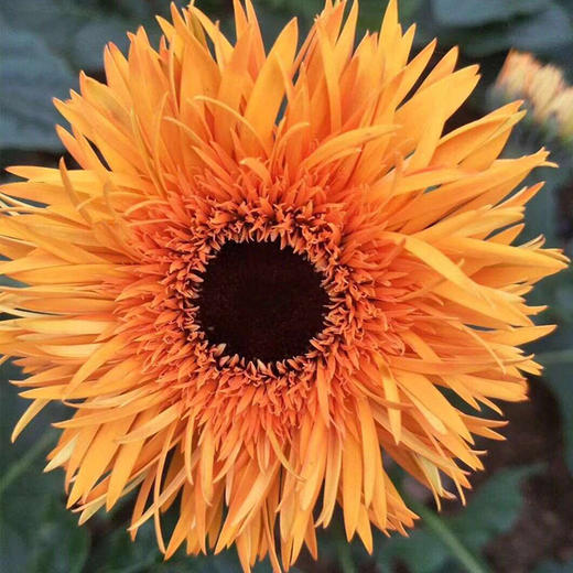 【拉丝非洲菊 8枝（单色随机）实发10枝】细长的花瓣，绚丽秀雅，洋溢着热情和活力 商品图5