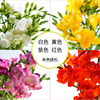 【单瓣香雪兰8枝（单色随机）实发10枝】外形似百合，花香清幽似兰， 开花期长 商品缩略图1