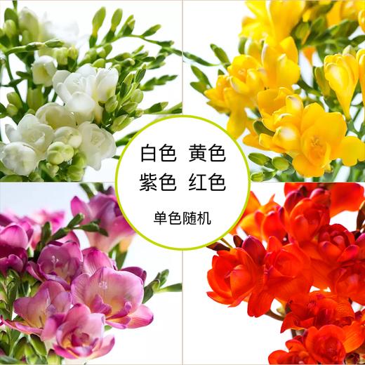 【单瓣香雪兰8枝（单色随机）实发10枝】外形似百合，花香清幽似兰， 开花期长 商品图1
