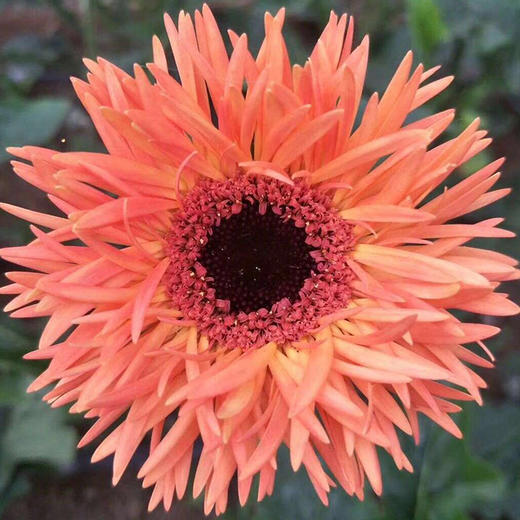 【拉丝非洲菊 8枝（单色随机）实发10枝】细长的花瓣，绚丽秀雅，洋溢着热情和活力 商品图4