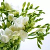 【单瓣香雪兰8枝（单色随机）实发10枝】外形似百合，花香清幽似兰， 开花期长 商品缩略图2