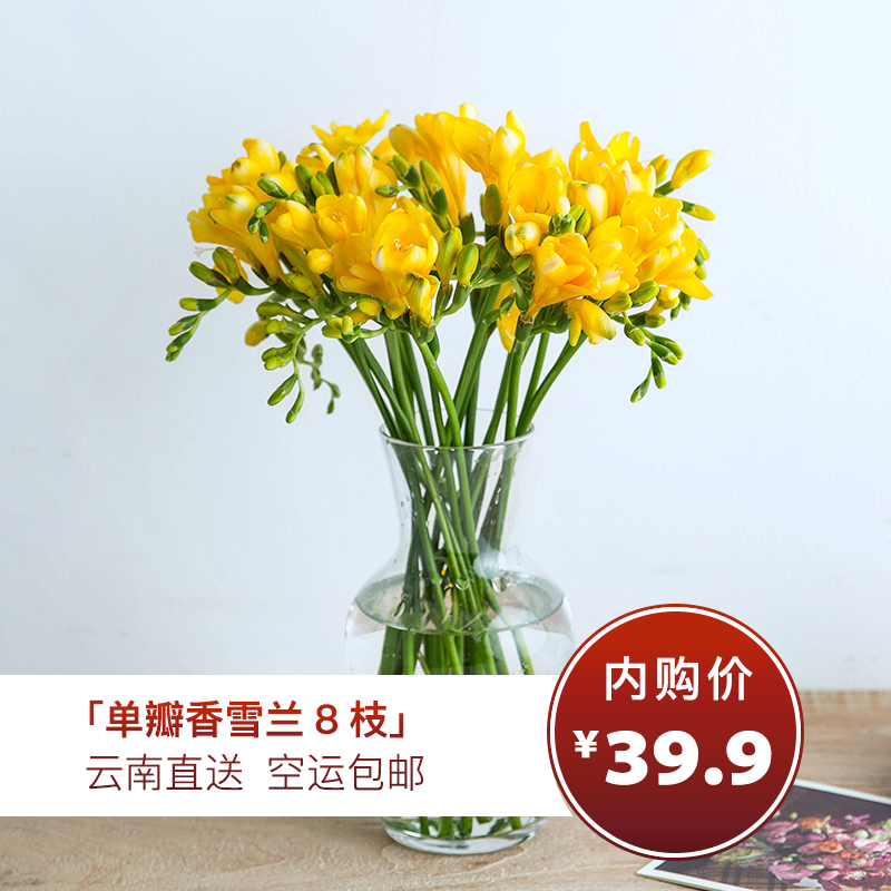 【单瓣香雪兰8枝（单色随机）实发10枝】外形似百合，花香清幽似兰， 开花期长
