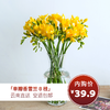 【单瓣香雪兰8枝（单色随机）实发10枝】外形似百合，花香清幽似兰， 开花期长 商品缩略图0