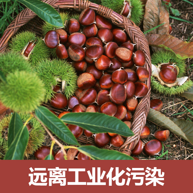 泰山板栗