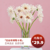 【拉丝非洲菊 8枝（单色随机）实发10枝】细长的花瓣，绚丽秀雅，洋溢着热情和活力 商品缩略图0