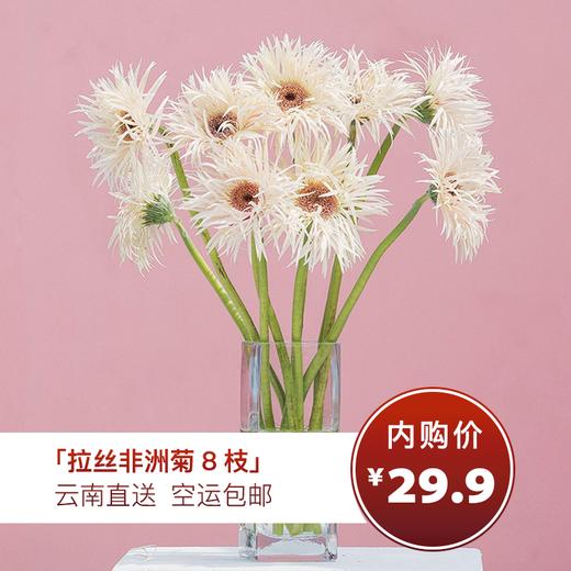 【拉丝非洲菊 8枝（单色随机）实发10枝】细长的花瓣，绚丽秀雅，洋溢着热情和活力 商品图0