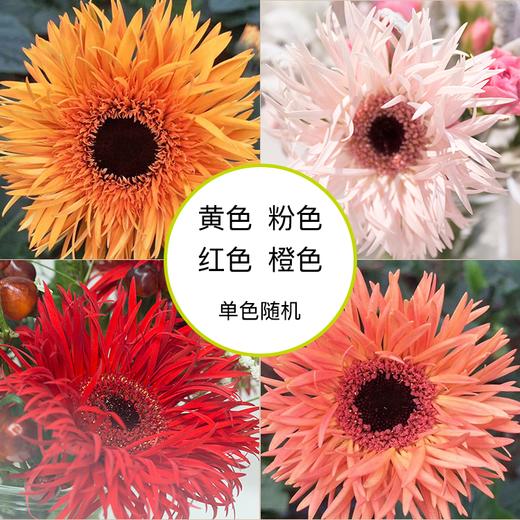 【拉丝非洲菊 8枝（单色随机）实发10枝】细长的花瓣，绚丽秀雅，洋溢着热情和活力 商品图1