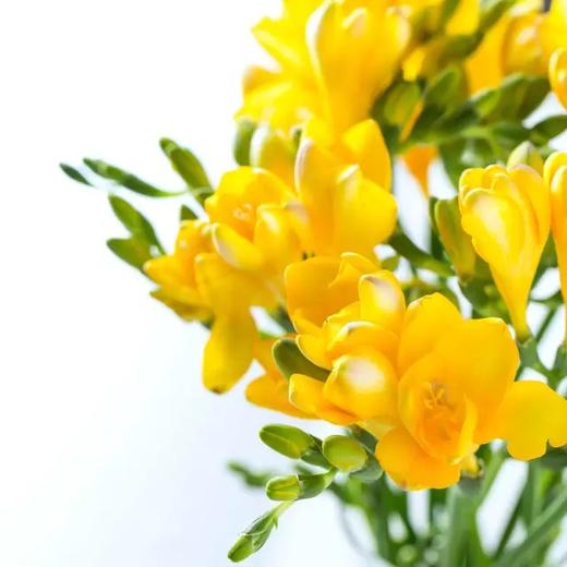 【单瓣香雪兰8枝（单色随机）实发10枝】外形似百合，花香清幽似兰， 开花期长 商品图4