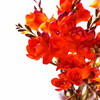 【单瓣香雪兰8枝（单色随机）实发10枝】外形似百合，花香清幽似兰， 开花期长 商品缩略图5