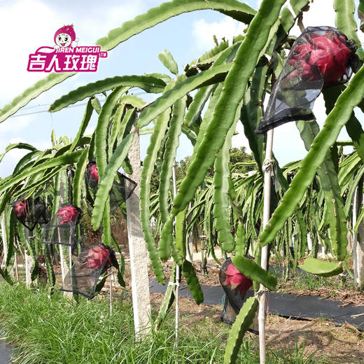 【11月4号发货】吉人玫瑰紫心火龙果——产自北纬22度火龙果黄金种植带 商品图2