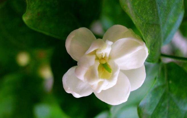 小小茉莉花